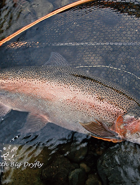 北海道のレインボートラウト rainbowtrout